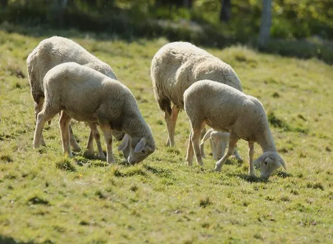 La Montaña Mágica Rural 3* Vibano